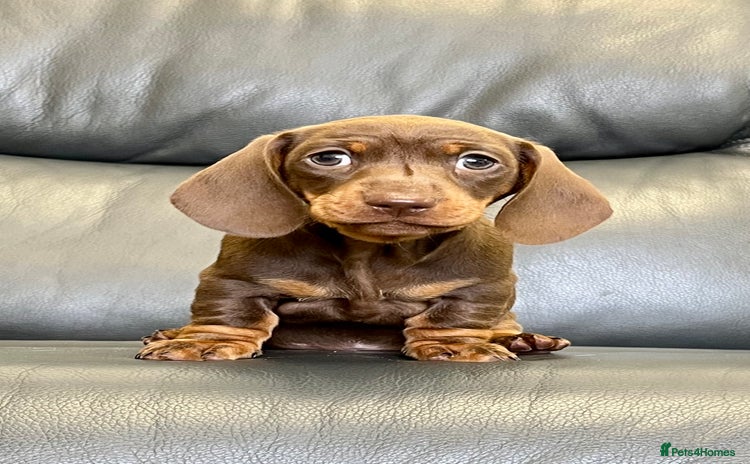 Dachshund dogs - Advert 1
