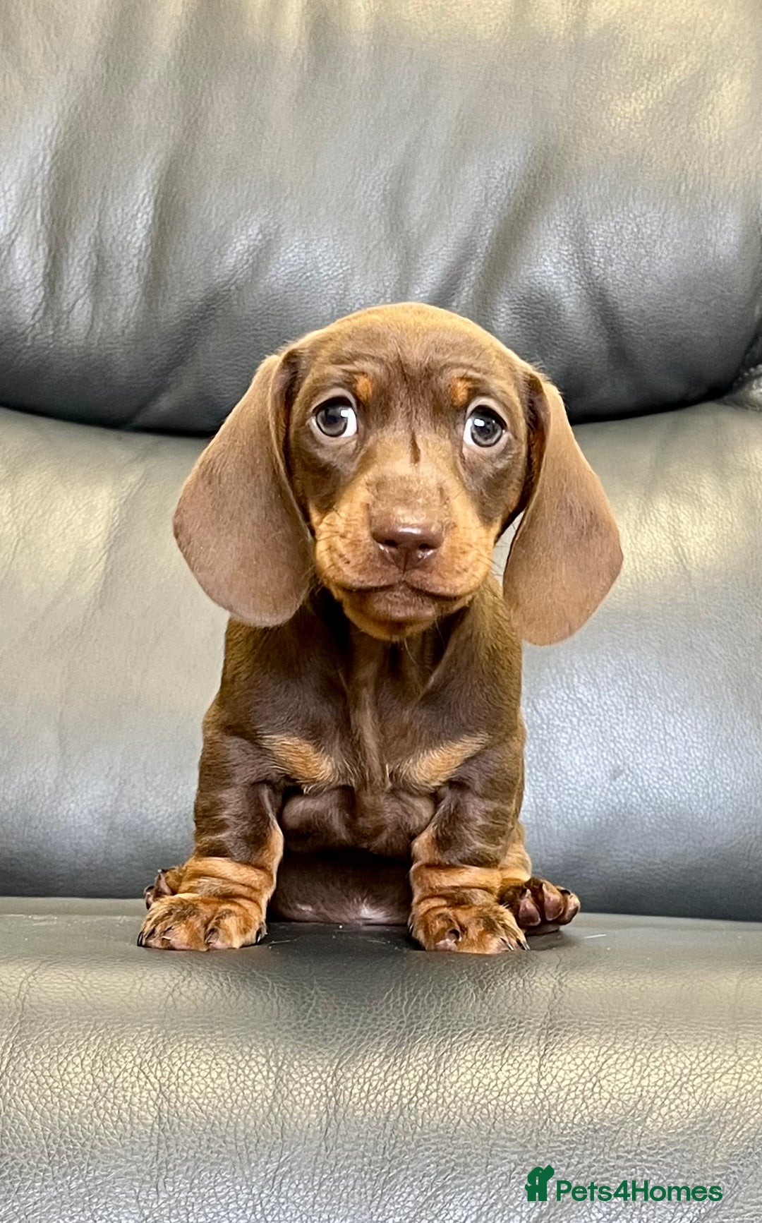 Dachshund dogs for sale: Beautiful miniature dachshund puppies  - Image 6