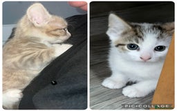 British Shorthair cats for sale: Lovely British shorthair  - Image 1