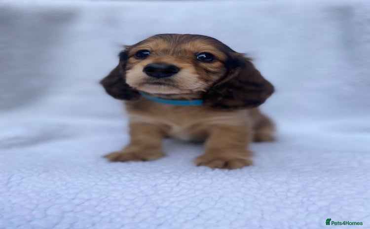 Miniature Dachshund dogs - Advert 1