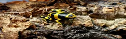 Frog reptiles for sale: Bumblebee dart frogs available now ~ £50 each - Advert 7