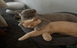 British Shorthair cats for sale: Stunning GCCF cream boy ready now  - Image 9