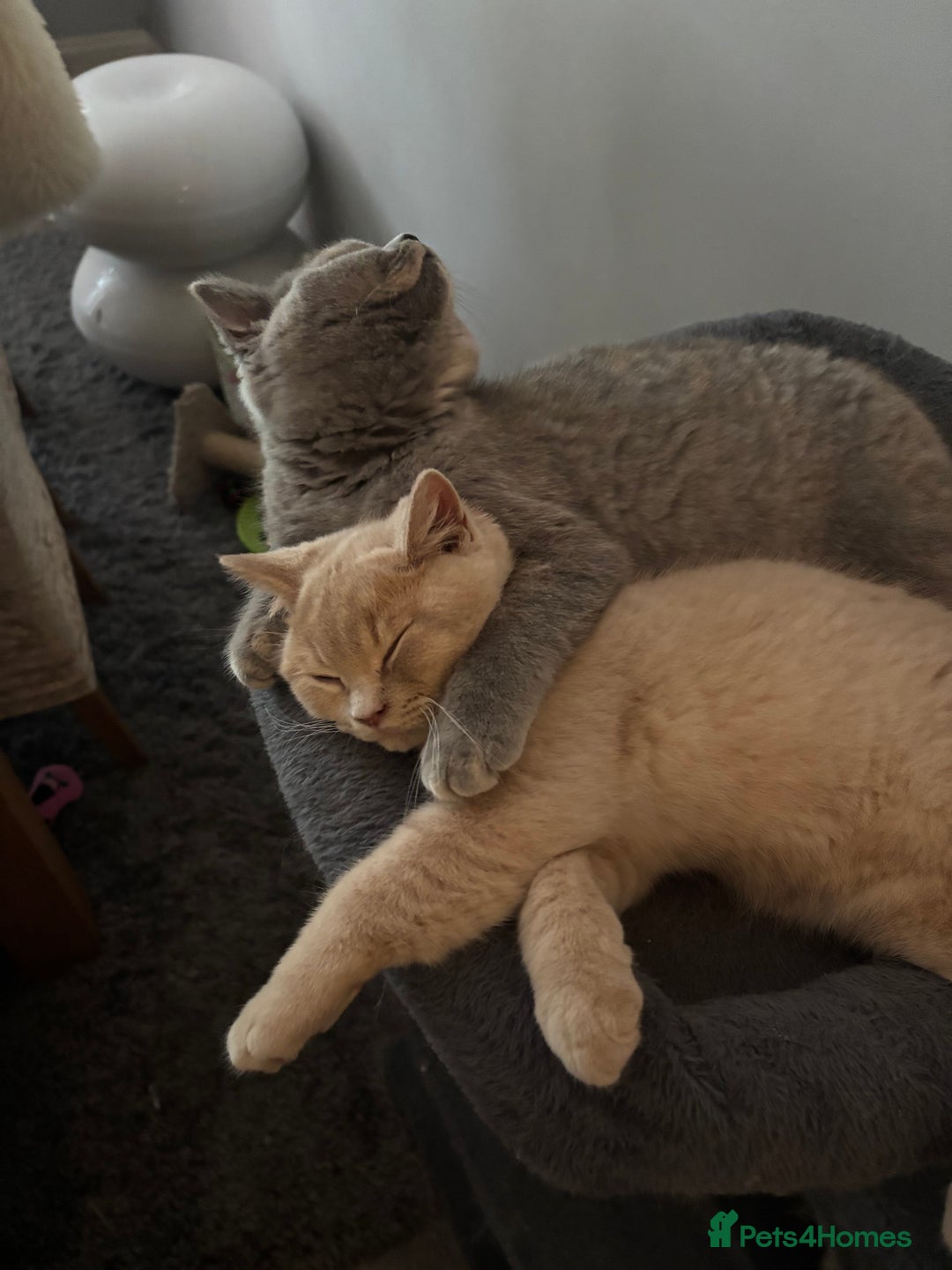 British Shorthair cats for sale: Stunning GCCF cream boy ready now  - Image 9