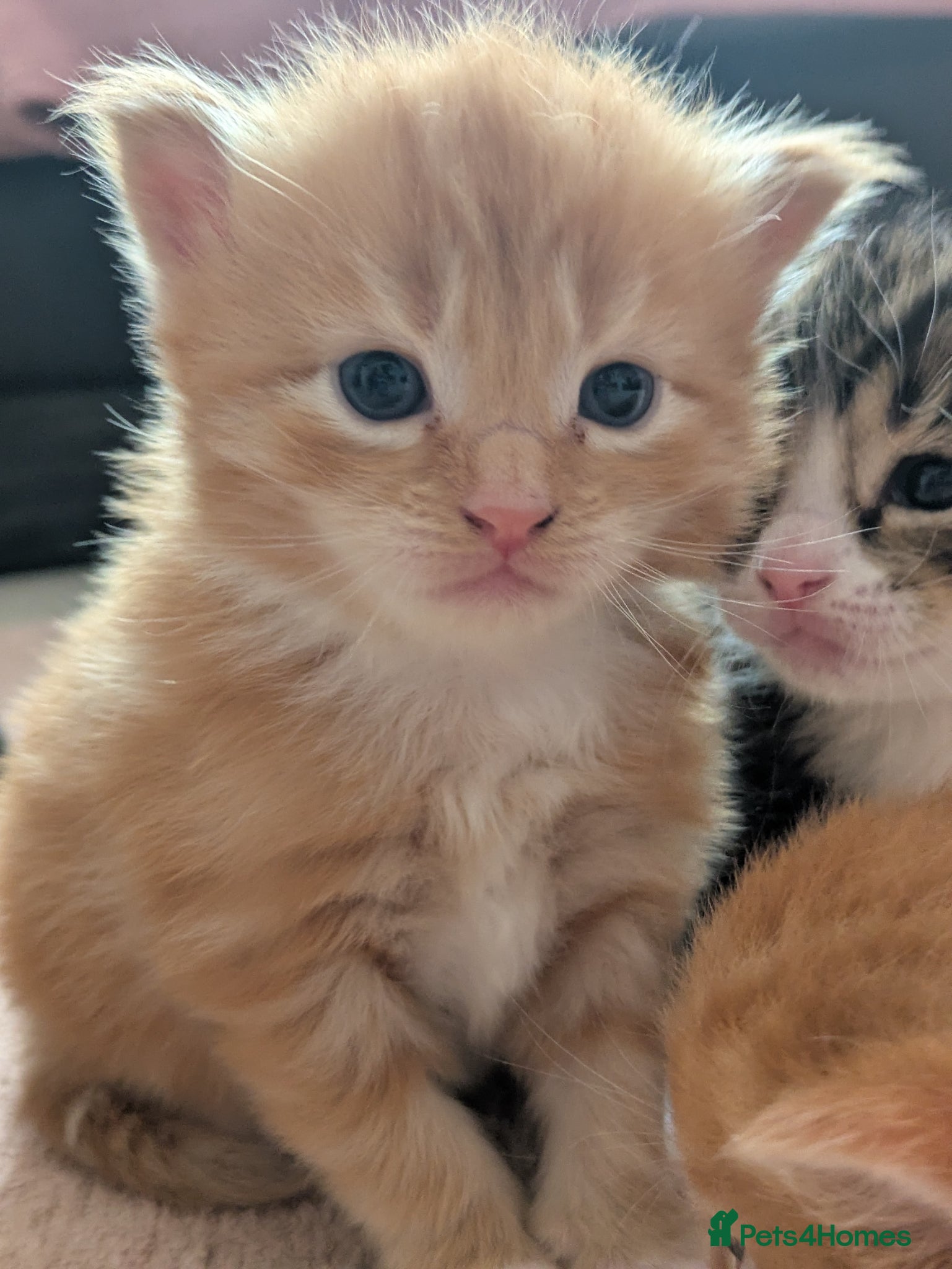 Mixed Breed cats Beautiful Fluffy Kittens - Advert 3