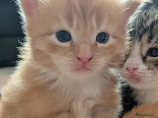 Mixed Breed cats Beautiful American short hair cross Kittens - Advert 6