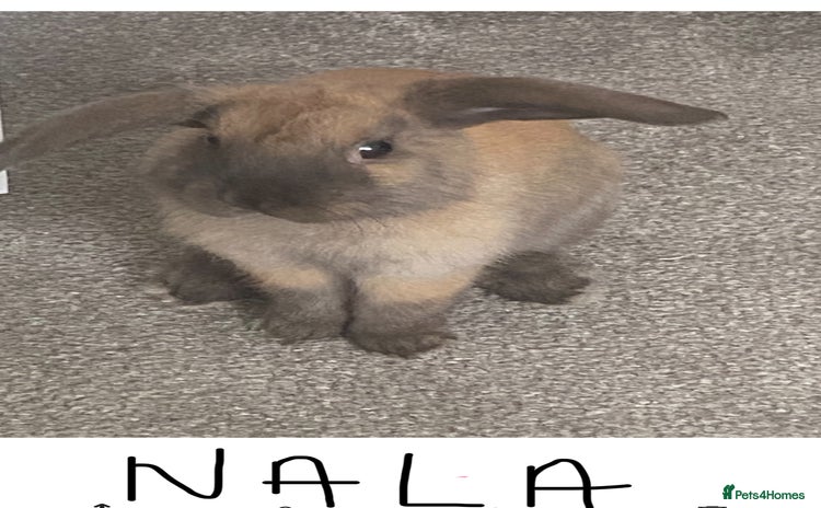 Mini Lop rabbits - Advert 2