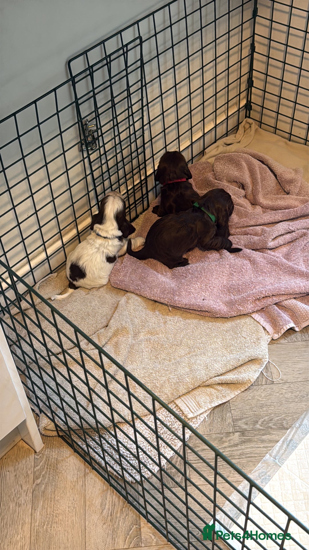 Cocker Spaniel dogs for sale: Exceptional Cocker Spaniel Puppies  - Advert 9