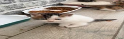 Persian cats for sale: Last little half Persian boy , ready now - Advert 8