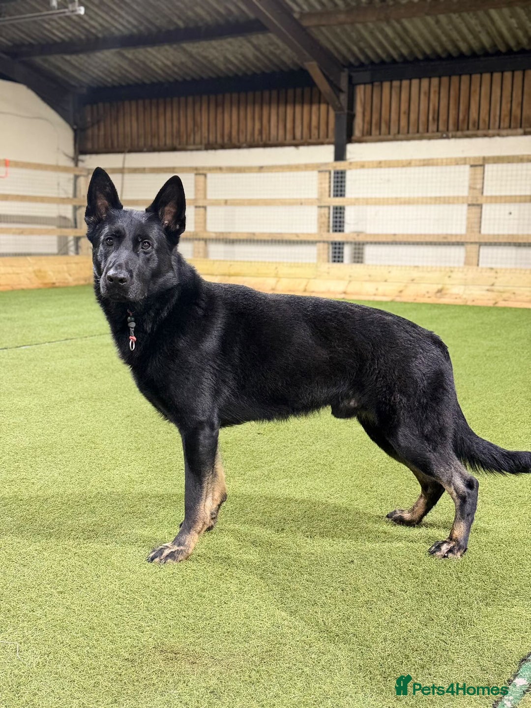 German Shepherd dogs for sale: ELITE WORKING LINE PEDIGREE  - Advert 3
