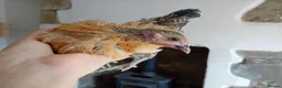 Chickens poultry for sale: Indoor Therapy Serama Hen -  Highly Tame - Advert 7