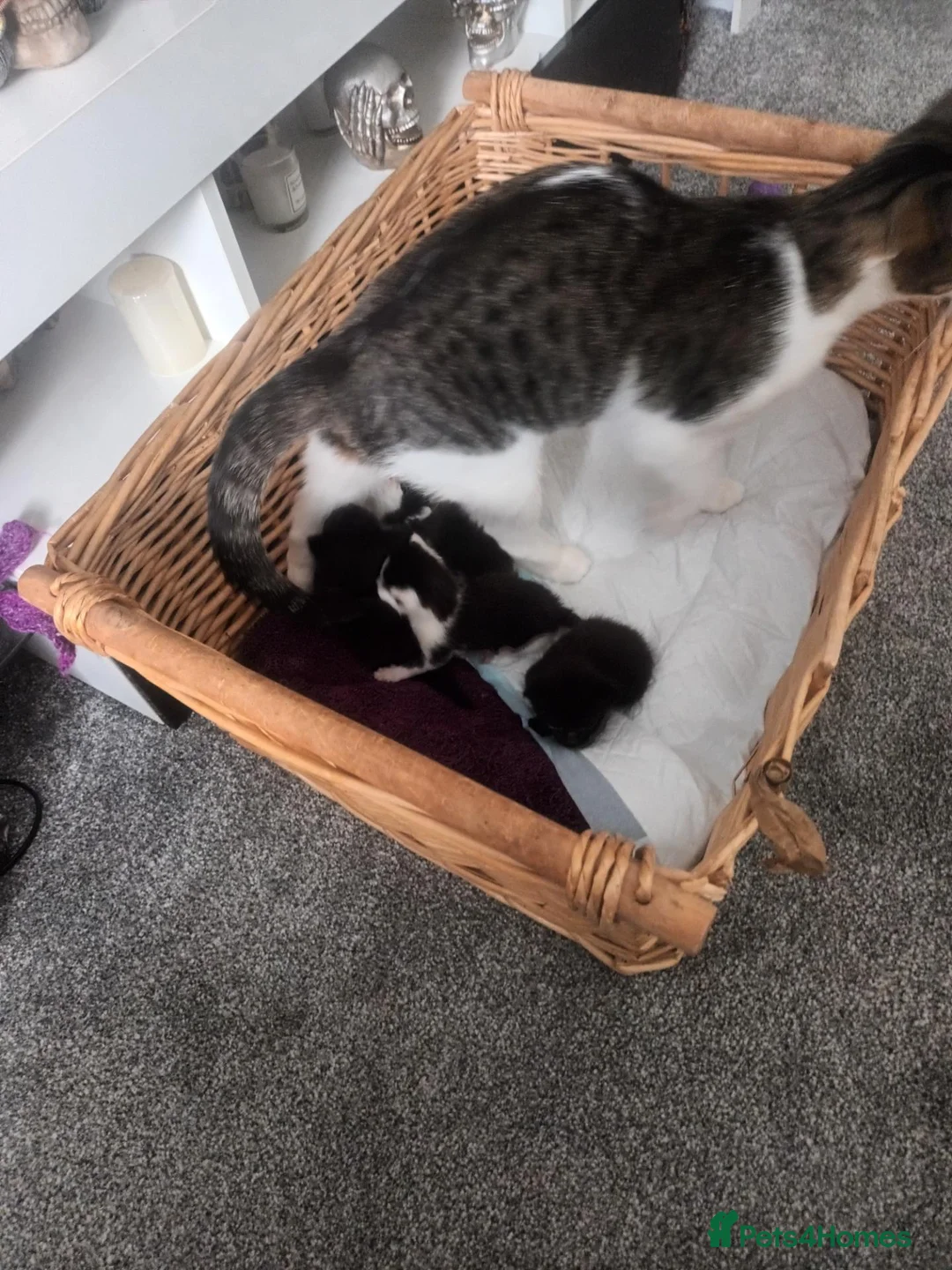 Mixed Breed cats for sale: Forever homes required in Gravesend - Advert 1