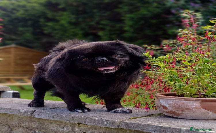 Pug dogs in Halstead - Advert 11