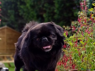 Pug dogs FLUFFY PUG STUD Blue Choc Black Tan carrier Husky in Halstead - Advert 2