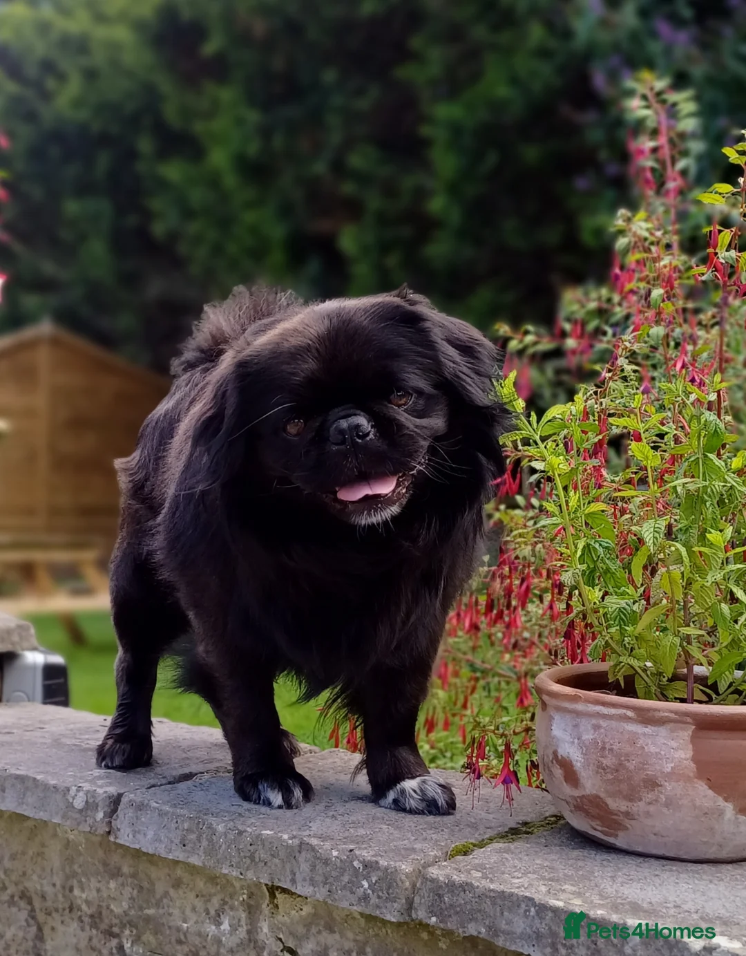 Pug dogs for stud: FLUFFY PUG STUD Blue Choc Black Tan carrier Husky  in Halstead - Advert 1