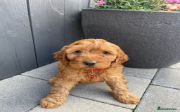 Labradoodle dogs for sale: F1b fox red labradoodle  - Image 2