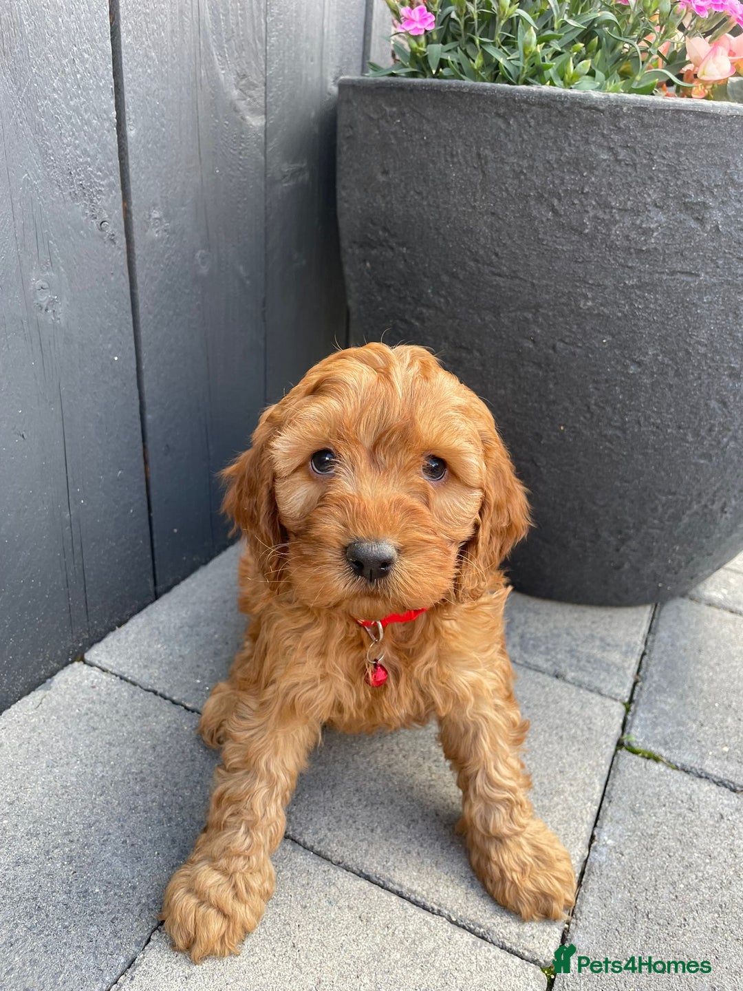 Labradoodle dogs for sale: F1b fox red labradoodle  - Image 2