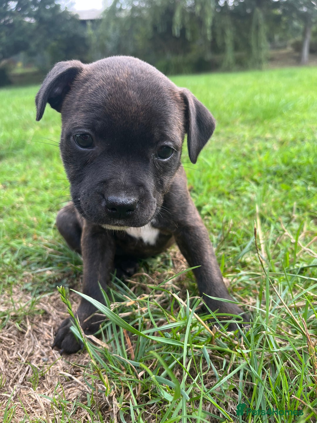 Staffordshire Bull Terrier dogs for sale: Beautiful kc reg.red brindle & white puppies - Image 8