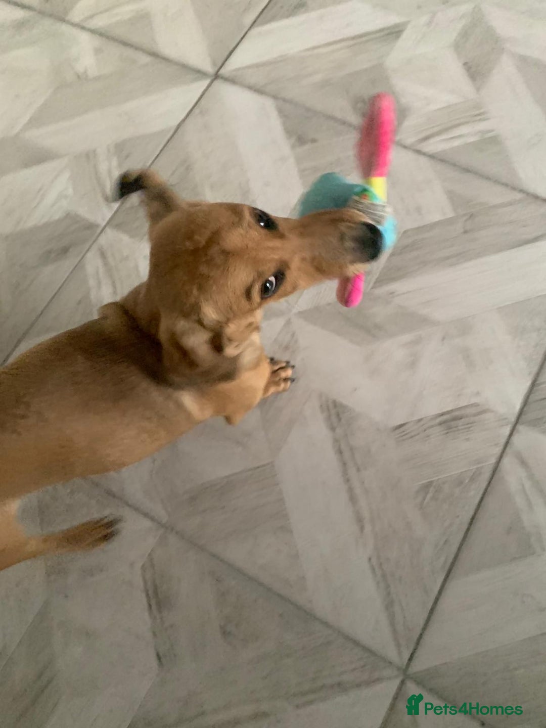 Miniature Dachshund dogs for sale: Kevin needs a new home  - Image 7