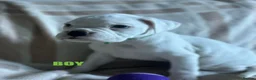 Boxer dogs for sale: Beautiful litter of white boxer puppies  - Advert 9