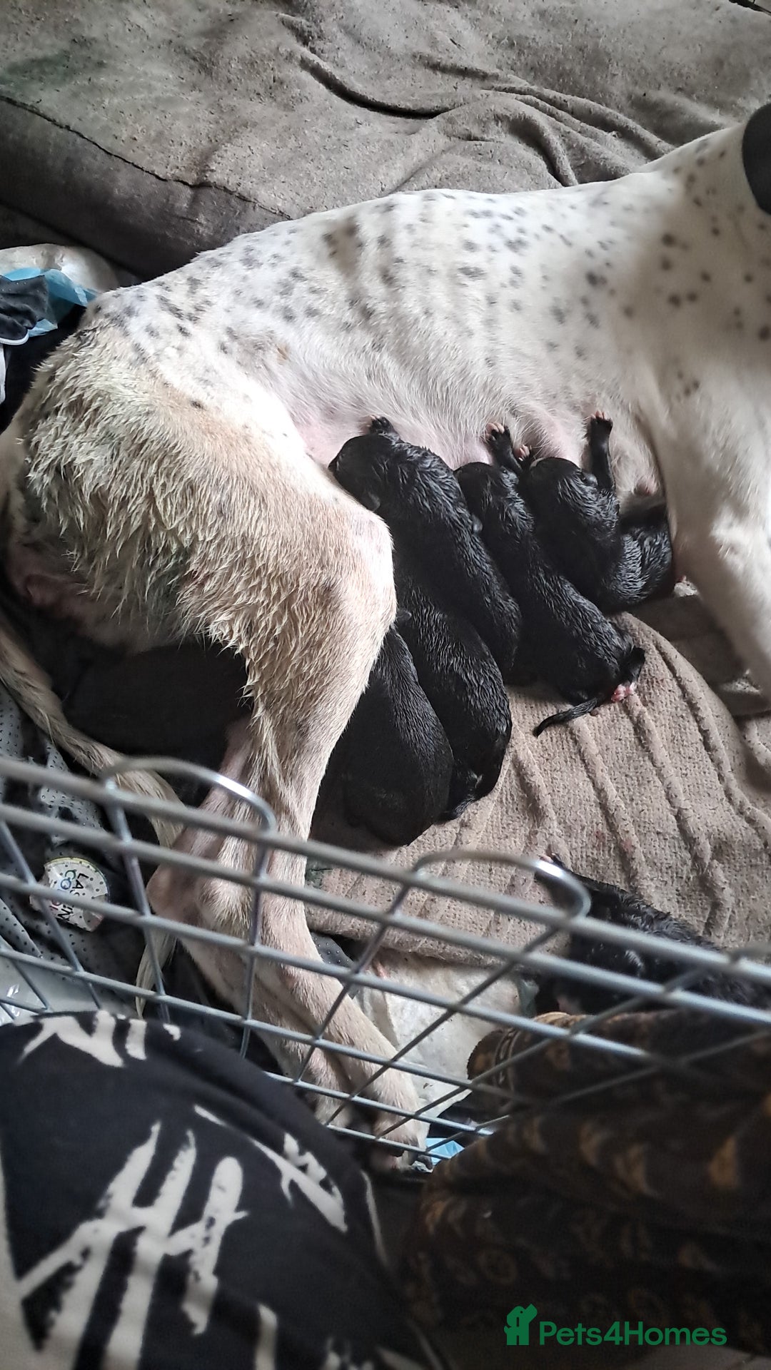 Lurcher dogs for sale: Lucifer looking for his forever home  - Advert 9