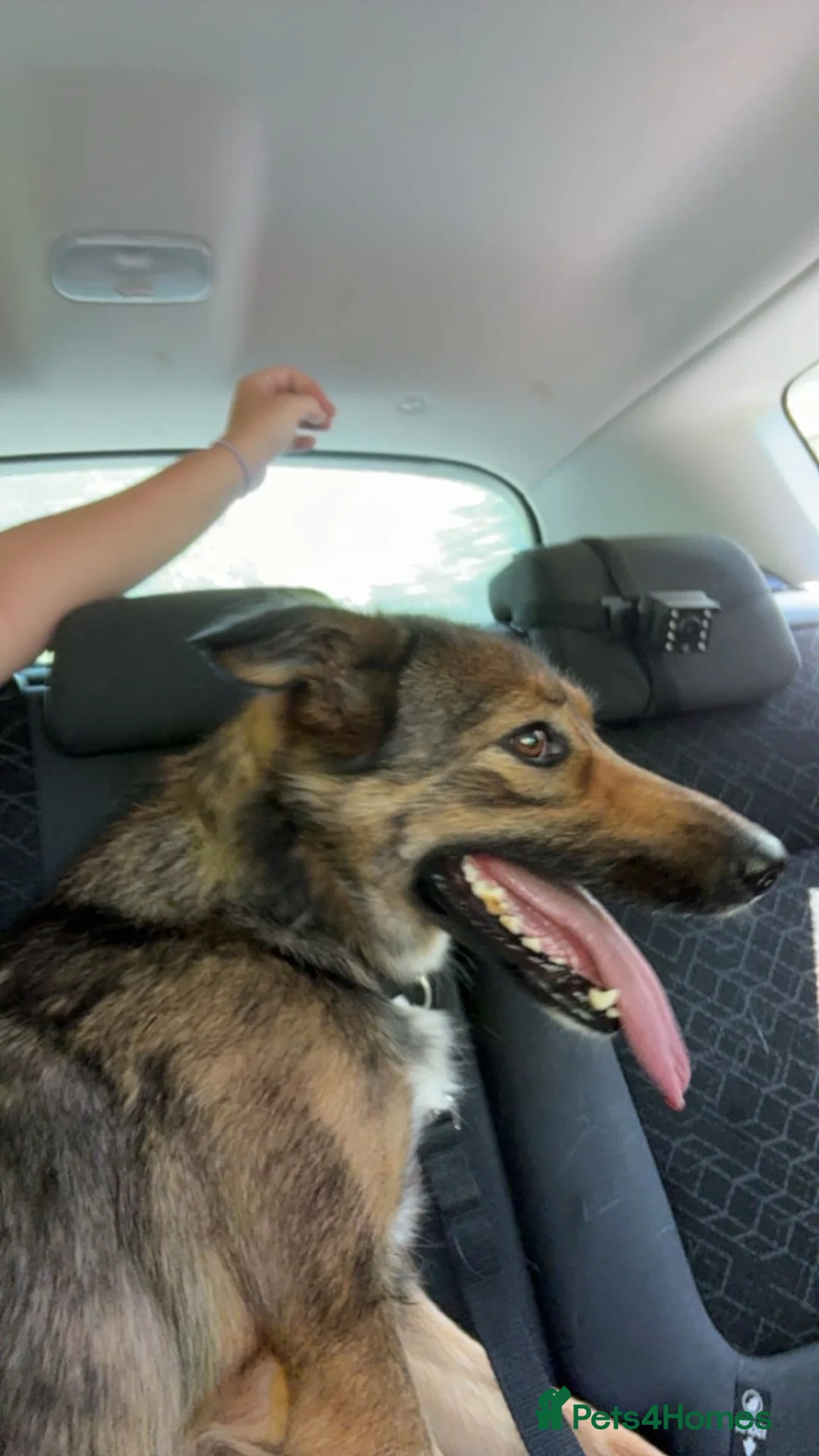 Mixed Breed dogs for sale: My name is Spirit  in Market Drayton - Advert 2