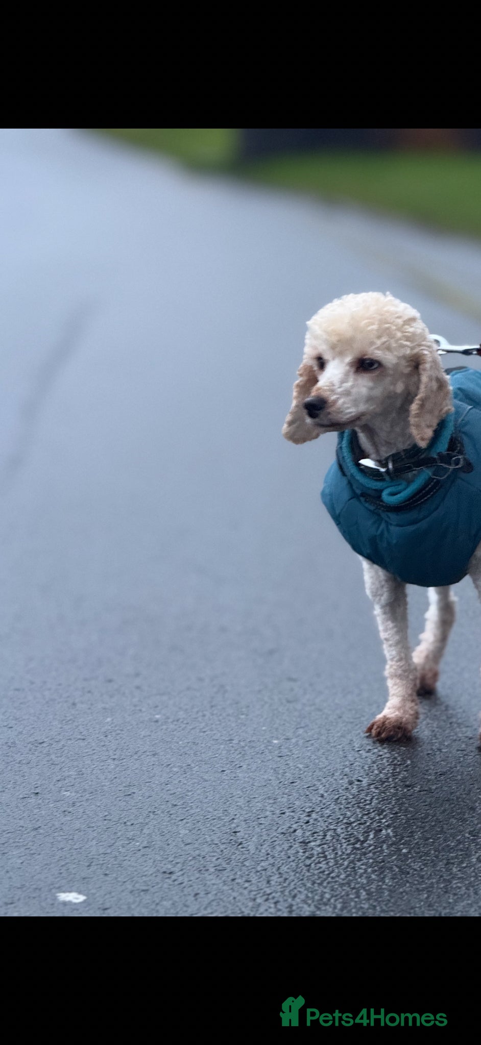 Miniature Poodle dogs Adult Miniature Poodle - Advert 9