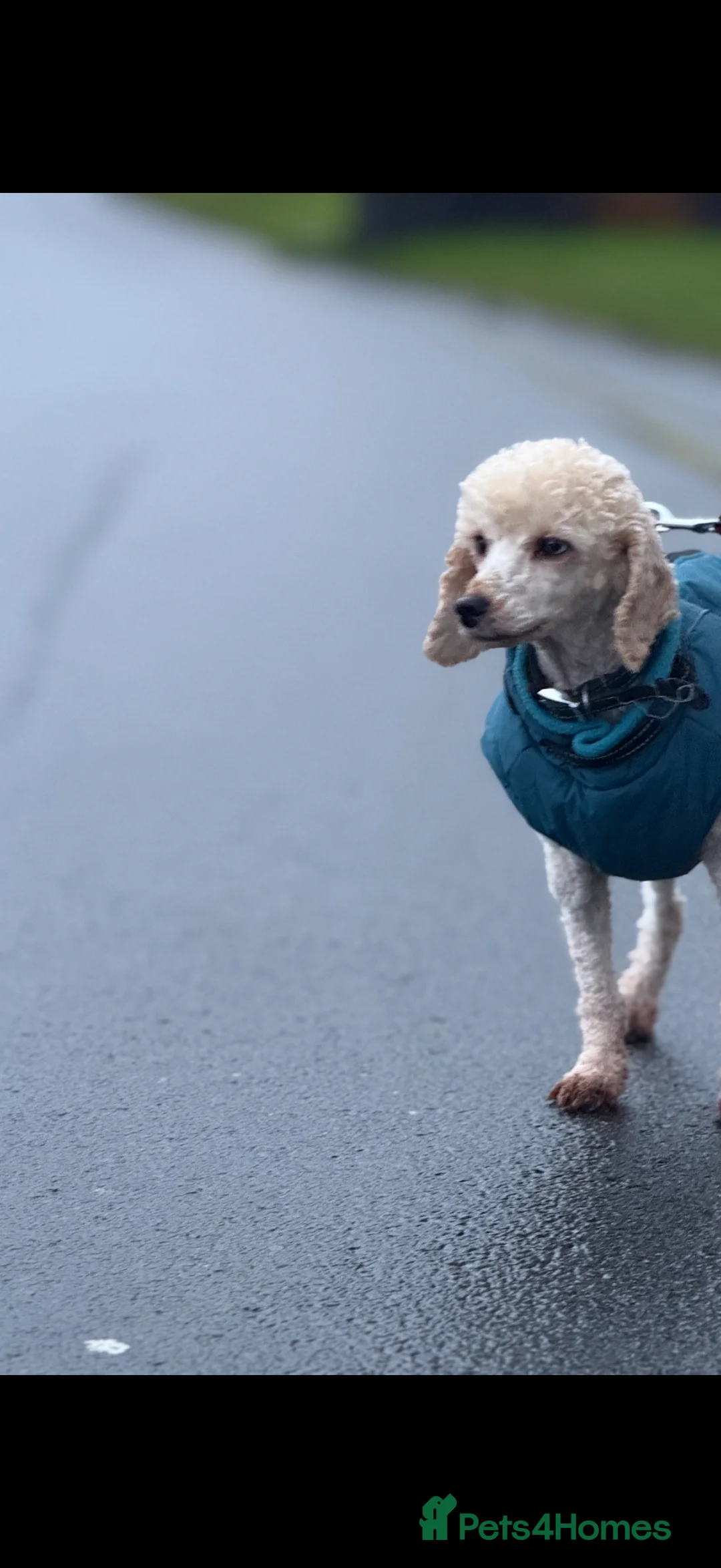 Miniature Poodle dogs for sale: Adult Miniature Poodle - Advert 1