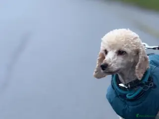 Miniature Poodle dogs Adult Miniature Poodle - Advert 14