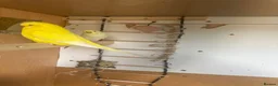 Budgerigars birds for sale: Lovely rainbow female in breeding condition  - Advert 2
