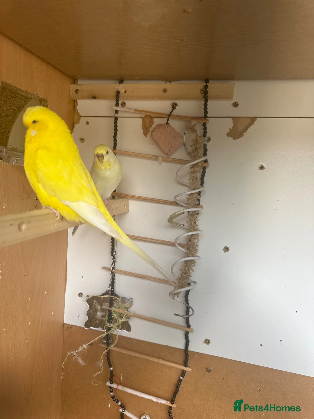 Budgerigars birds for sale: Lovely rainbow female in breeding condition  - Advert 2