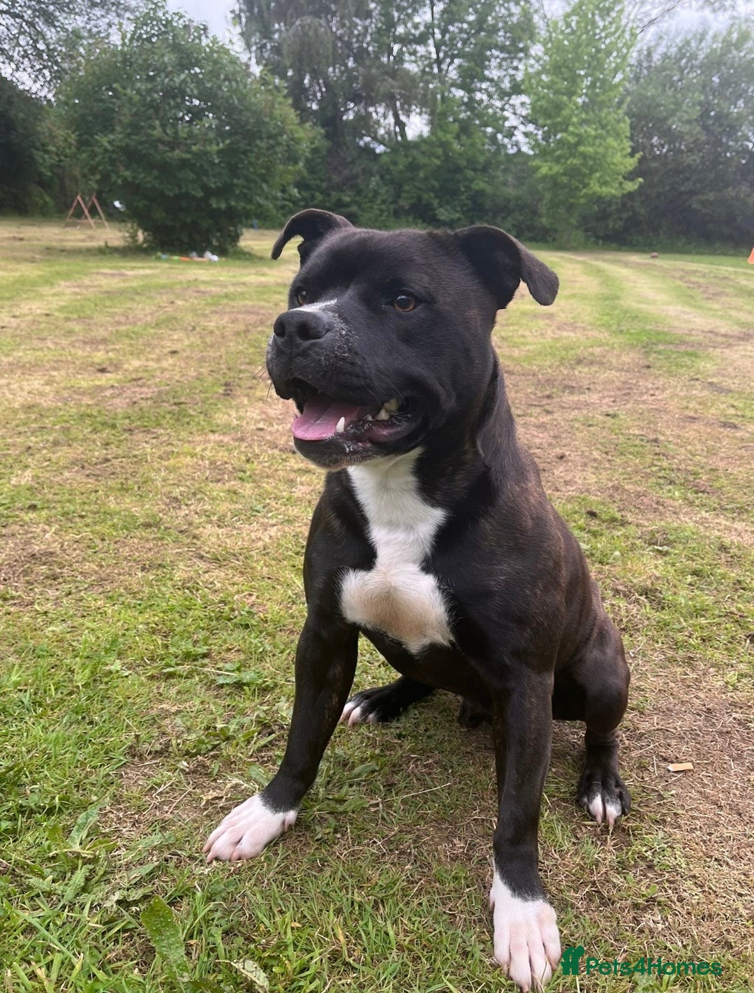 Staffordshire Bull Terrier dogs for sale: Heartbreaking Decision to Rehome  - Advert 6