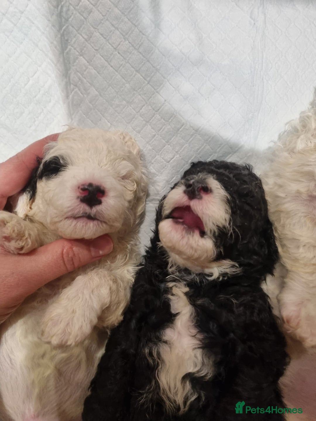 Toy Poodle dogs for sale: Toy poodle puppy - Advert 4