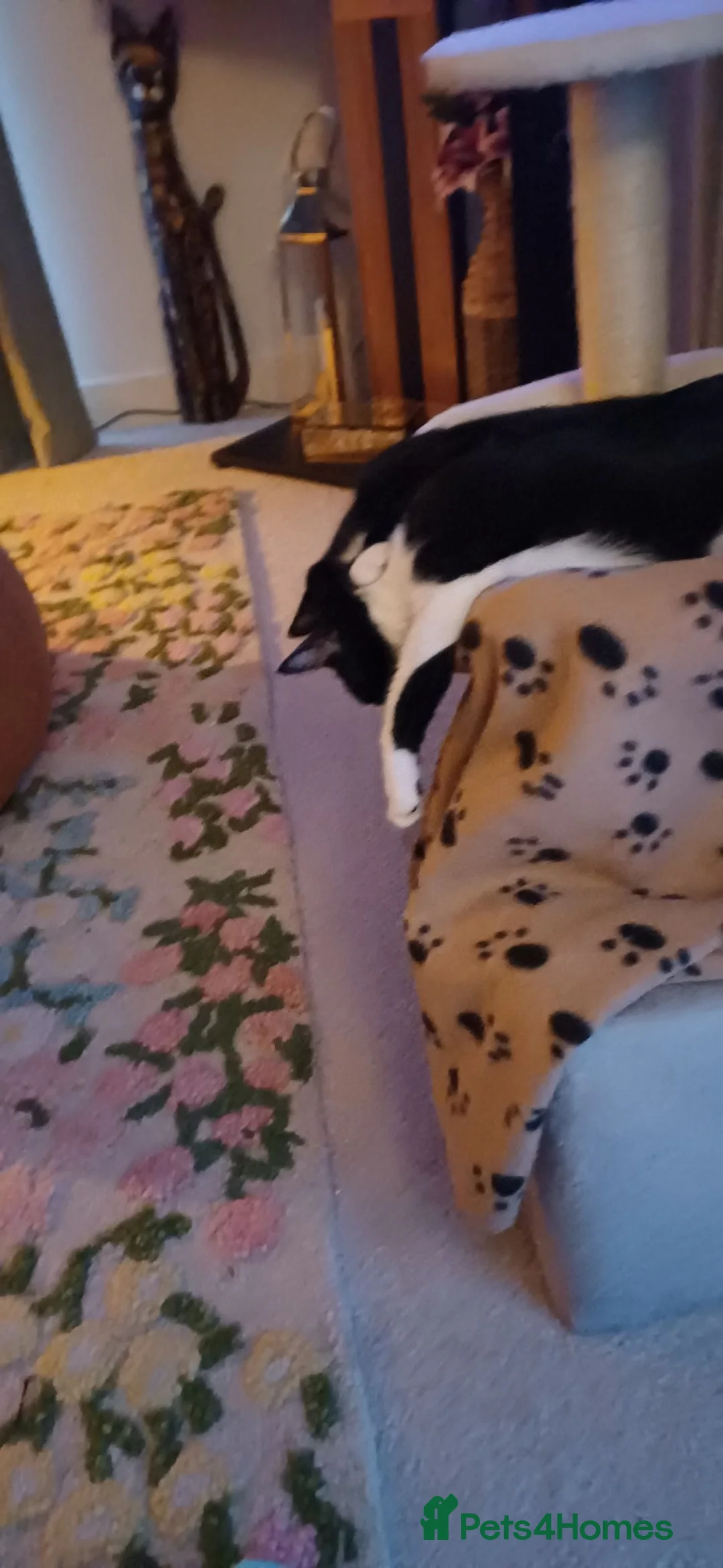 Mixed Breed cats for sale: 2 little ones - Advert 1
