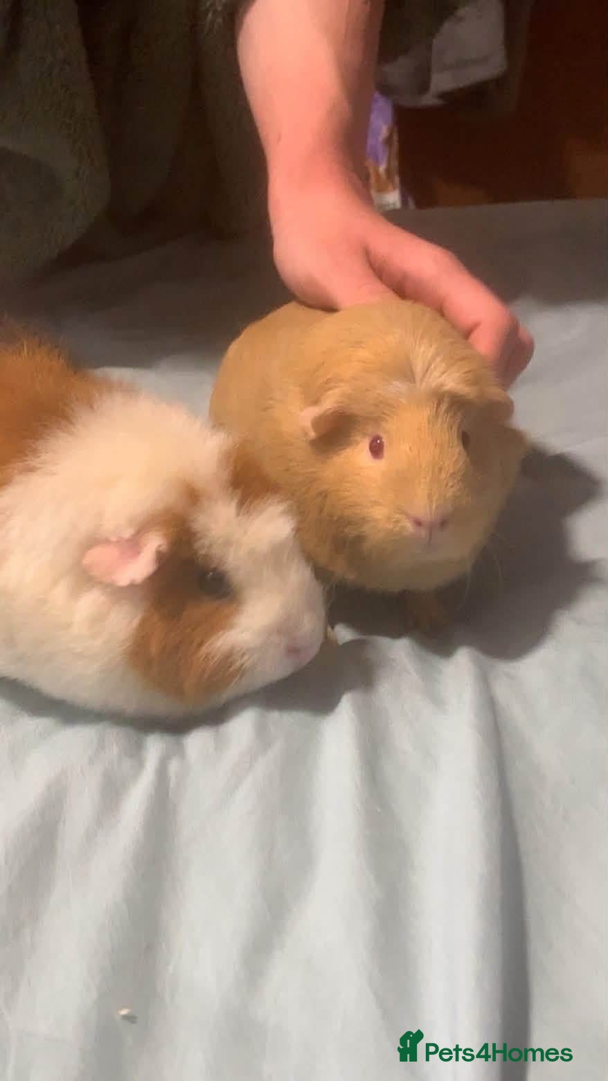 Guinea Pig rodents Guinea pigs - Advert 1