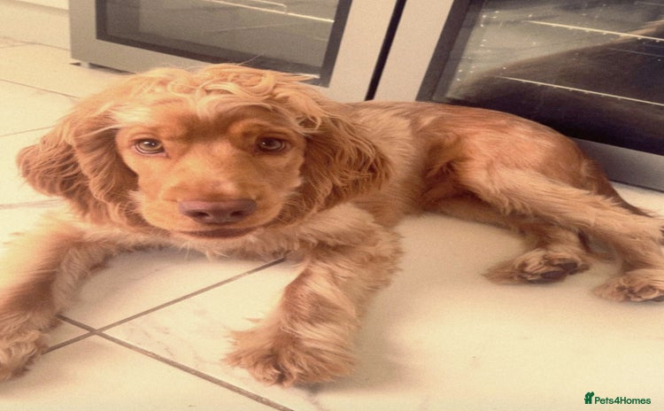 Cocker Spaniel dogs - Advert 1