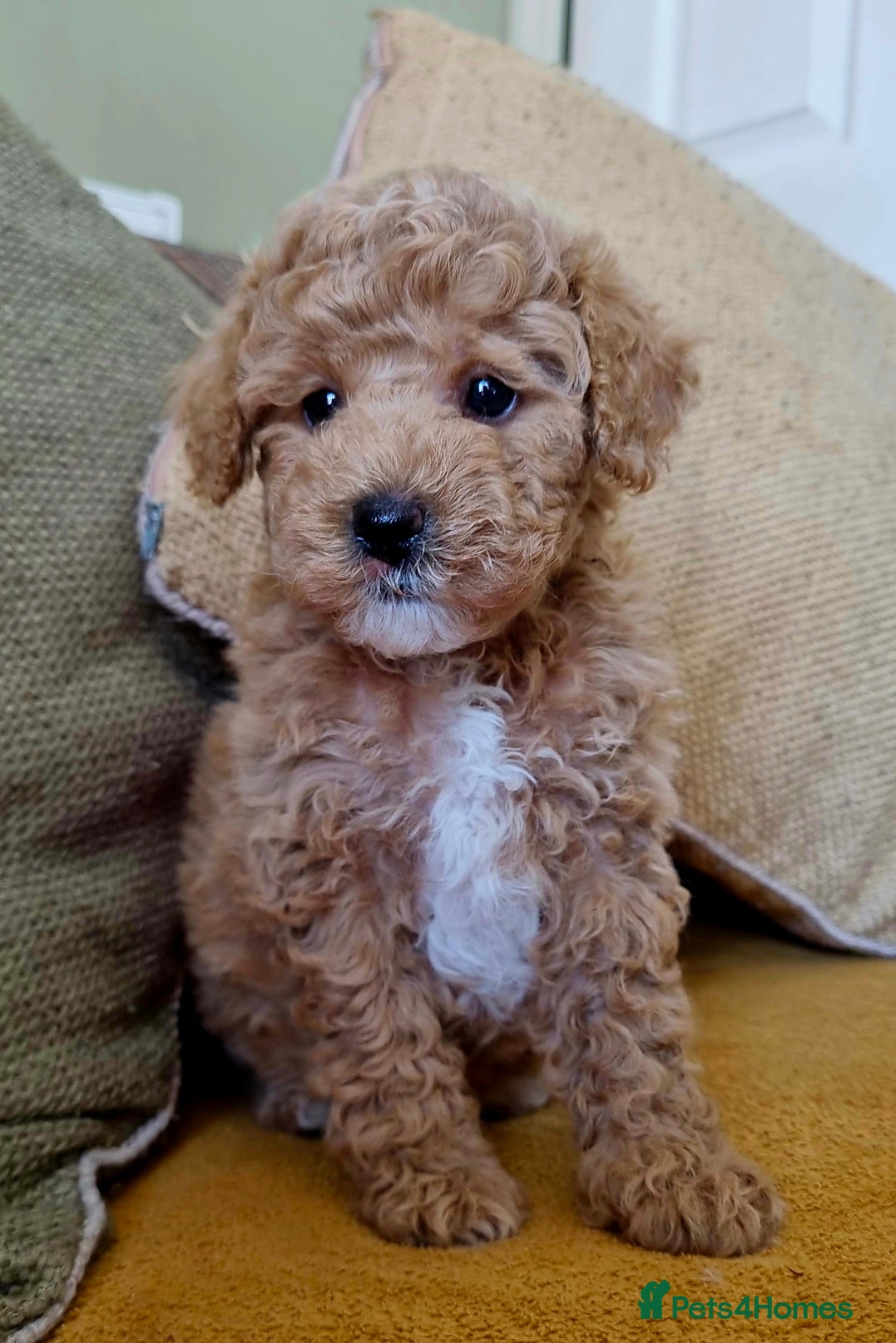 Maltipoo dogs Pawsitively Perfect Hypoallergenic Maltipoo Pups  - Advert 4
