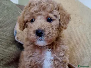 Maltipoo dogs Pawsitively Perfect Hypoallergenic Maltipoo Pups - Advert 4
