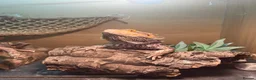 Bearded Dragon reptiles for sale: Bearded Dragon + Vivarium in Peterhead - Advert 1