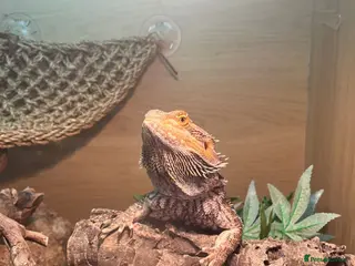 Bearded Dragon reptiles Bearded Dragon + Vivarium - Advert 1