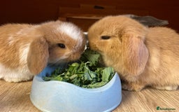 Mini Lop rabbits for sale: Mini lop female orange doe 19 weeks old  - Image 4