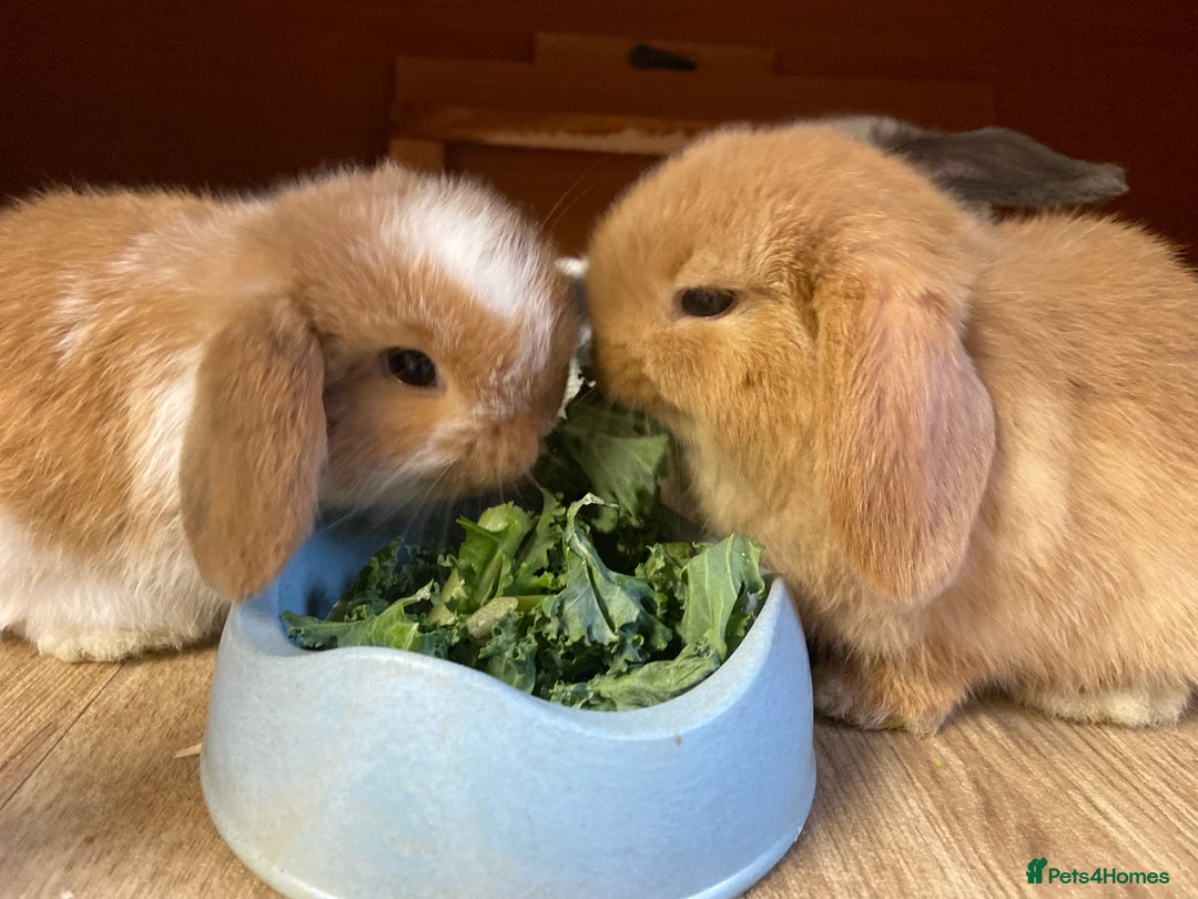 Mini Lop rabbits for sale: Mini lop female orange doe 19 weeks old  - Image 4