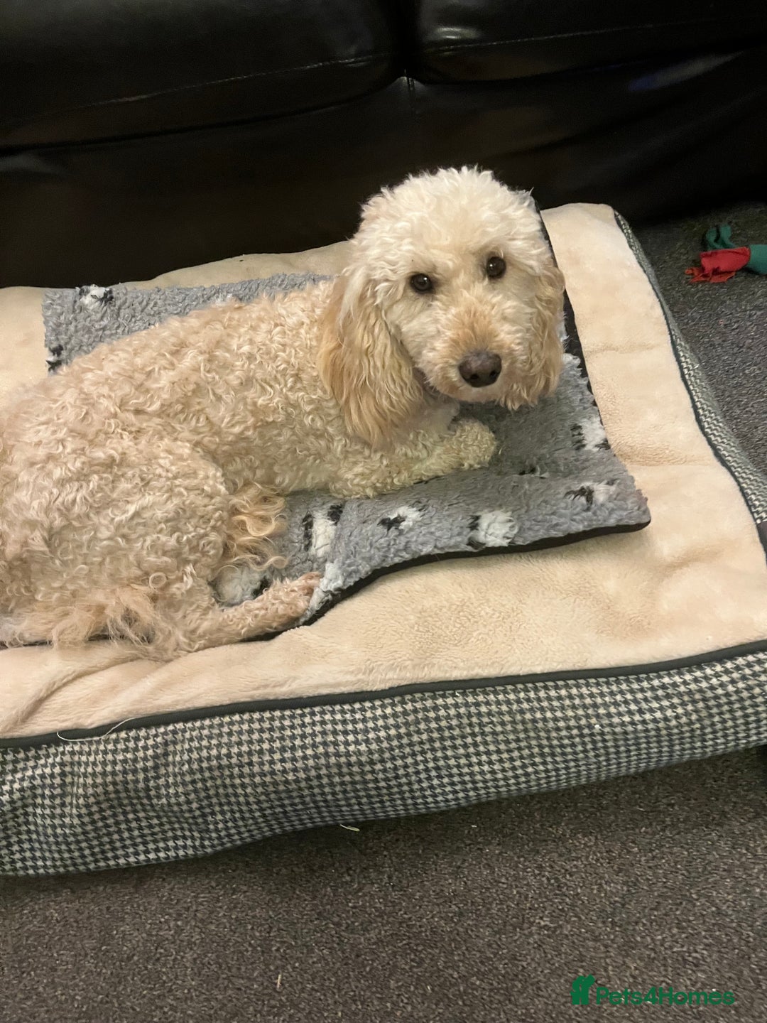 Miniature Poodle dogs for sale: MINIATURE POODLE  neutered male 4yrs old - Advert 2