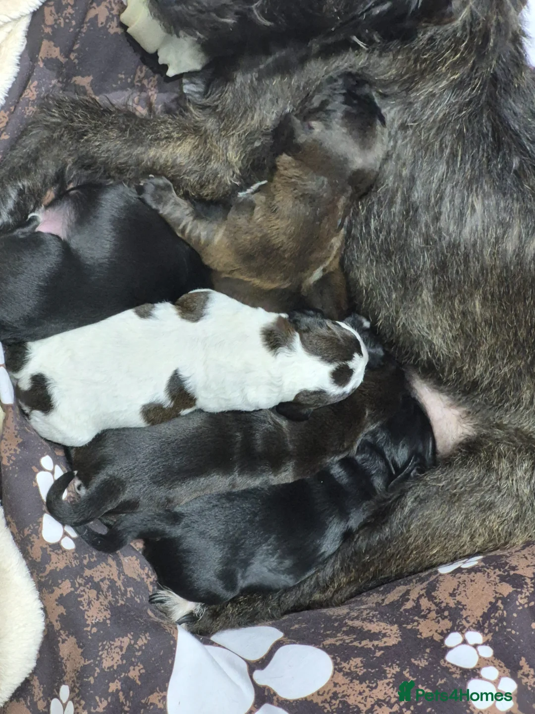 Mixed Breed dogs for sale: 5 stunning puppies - Advert 2