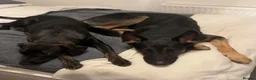 Mixed Breed dogs for sale: Puppies German Shepherd x Saluko x Dutch Harder - Advert 4