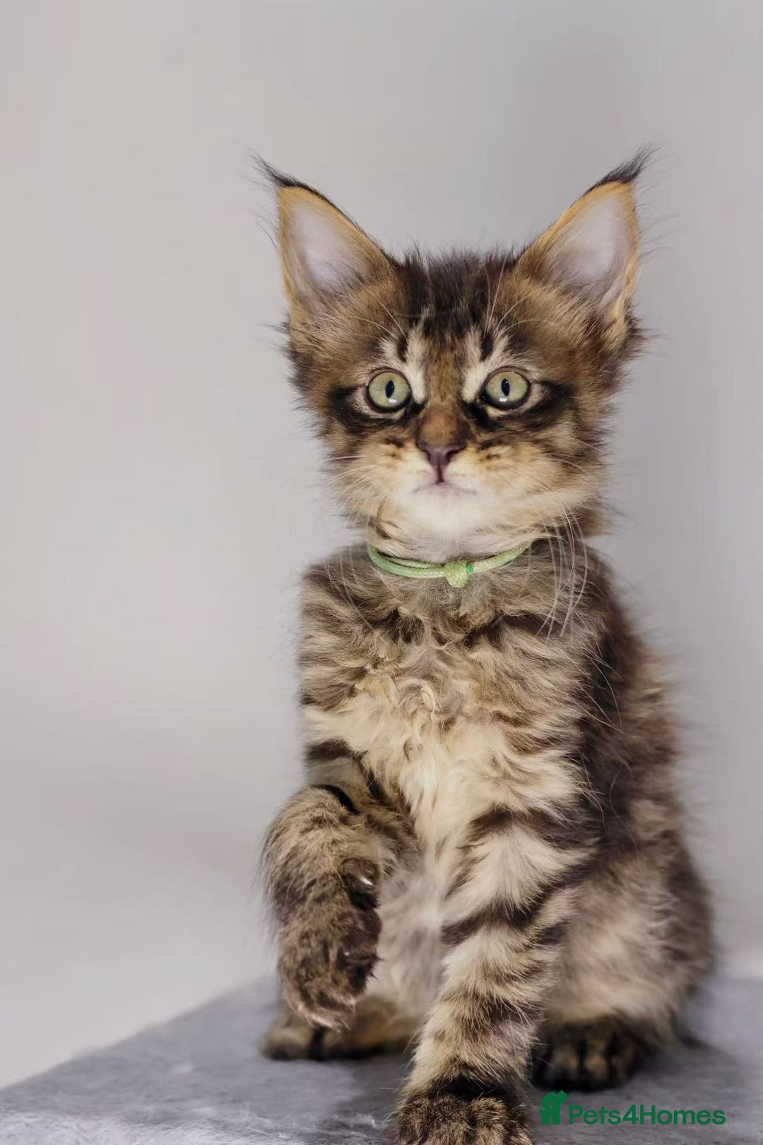 Maine Coon cats for sale: TICA registered Giant Maine coon   - Image 10