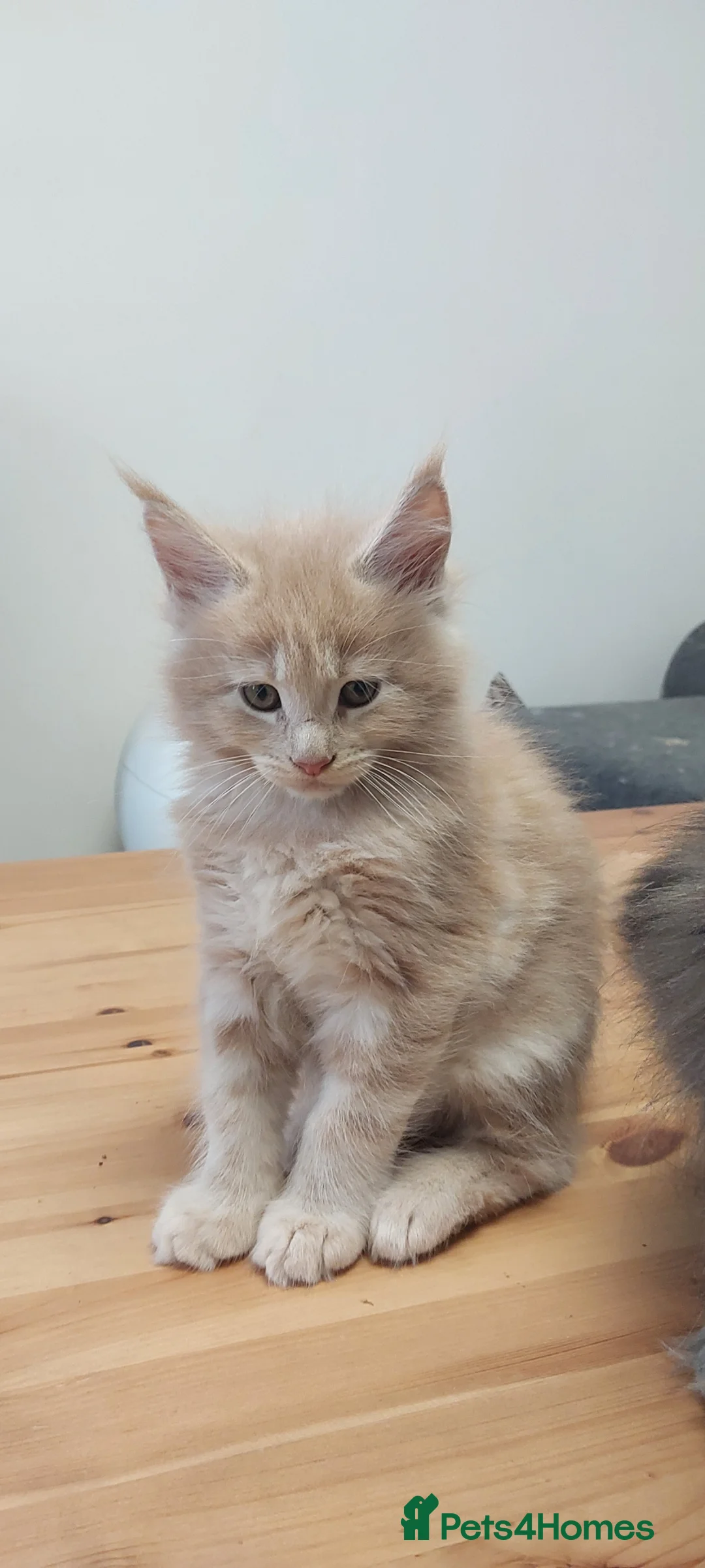 Maine Coon cats for sale: Maine coon for sale - Advert 2