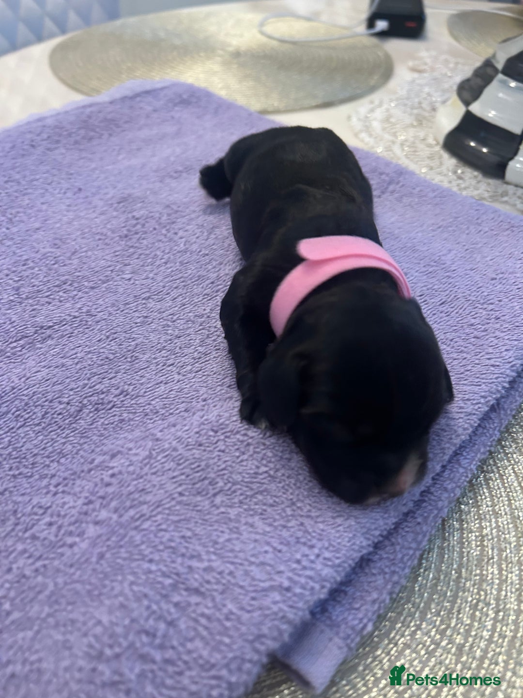 Cocker Spaniel dogs for sale: K C registered Cocker spaniel puppies  - Advert 4