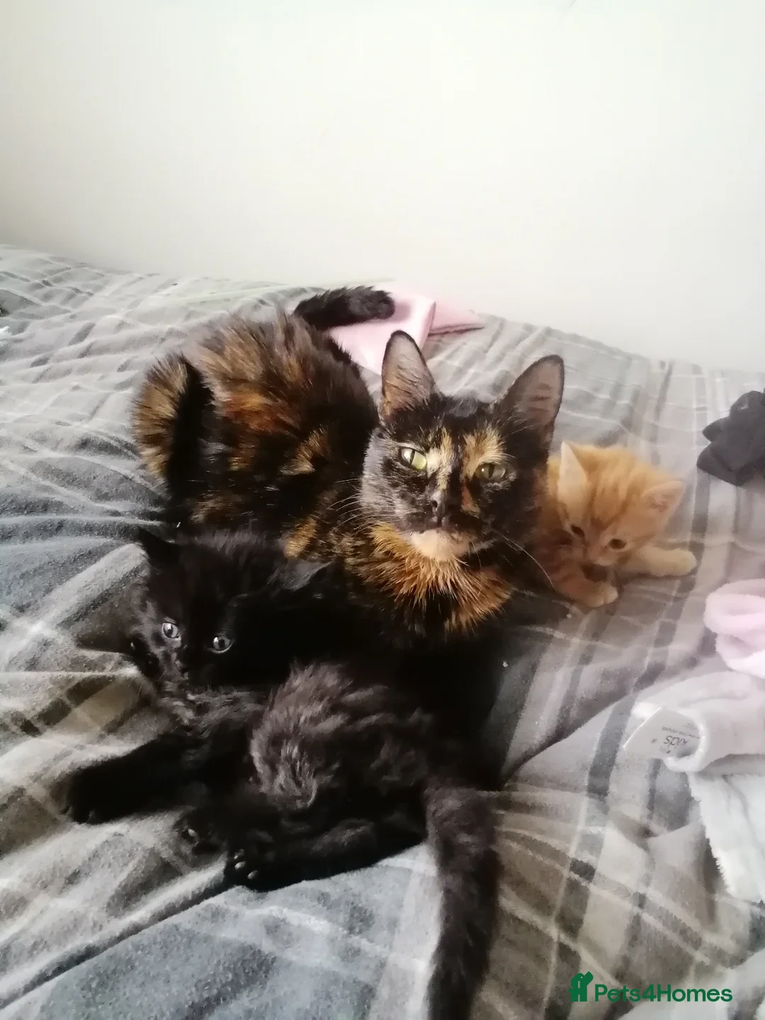 Mixed Breed cats for sale: 2 kittens male and female - Advert 1