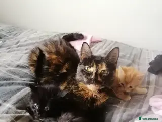 Mixed Breed cats 2 kittens male and female - Advert 22