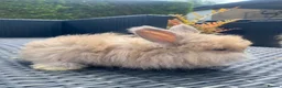 Angora rabbits for sale: Pure bred Angora bunnies £185 - Advert 10